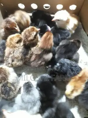 ගම් කුකුලන් Country Chicks