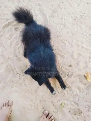 Pomeranian Puppy