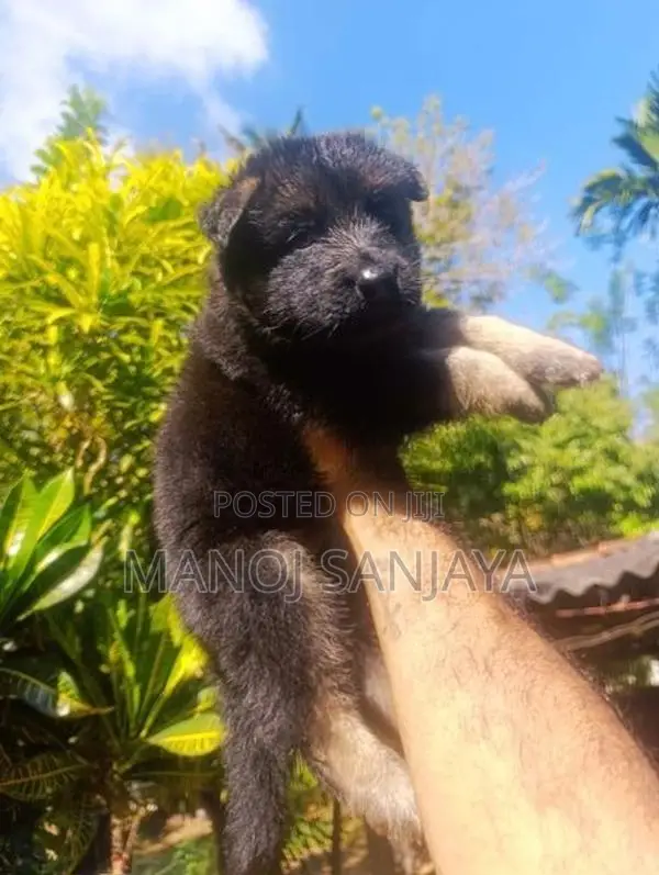 German Shepherd Puppy