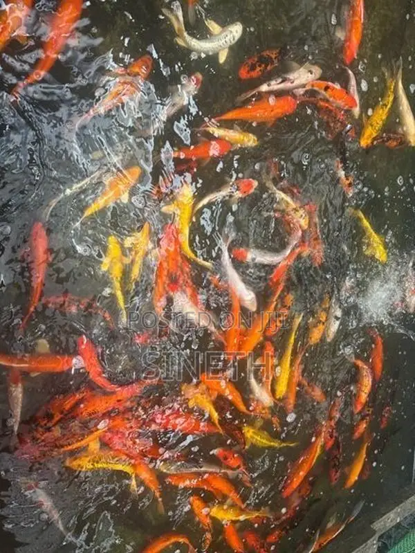 Koi carp