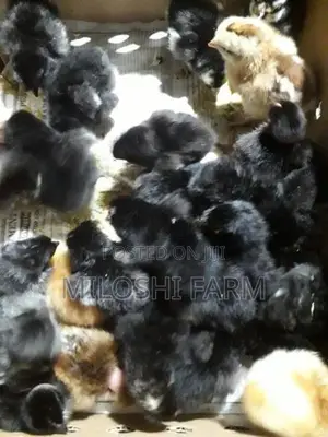 ගම් කුකුලන් Country Chicks