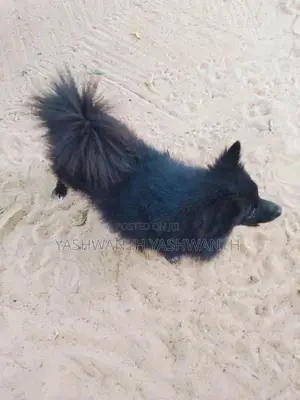 Pomeranian Puppy