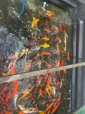 Koi carp