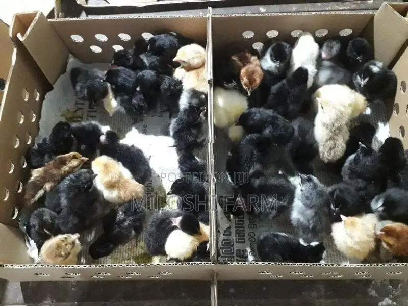 ගම් කුකුලන් Country Chicks