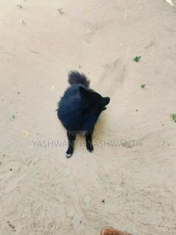 Pomeranian Puppy
