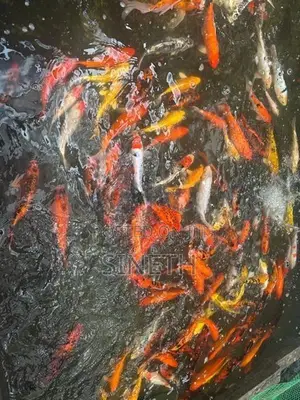 Koi carp