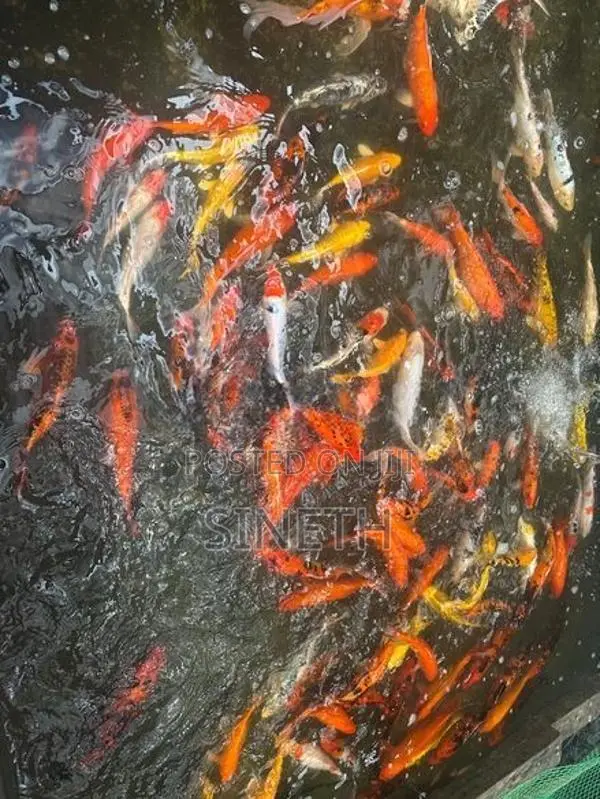 Koi carp