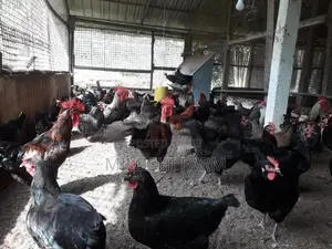ගම් කුකුලන් Country Chicks
