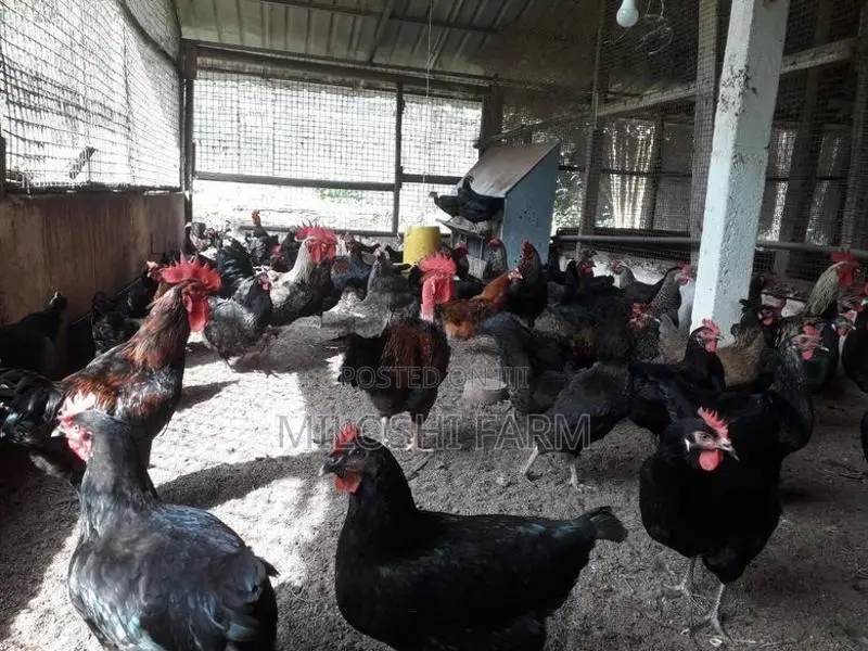ගම් කුකුලන් Country Chicks