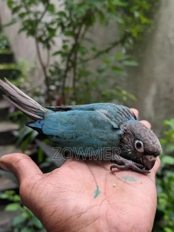 Blue Conure Bird