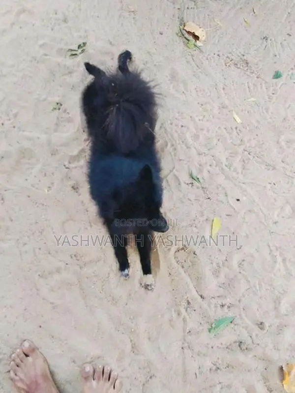 Pomeranian Puppy