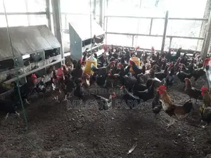 ගම් කුකුලන් Country Chicks