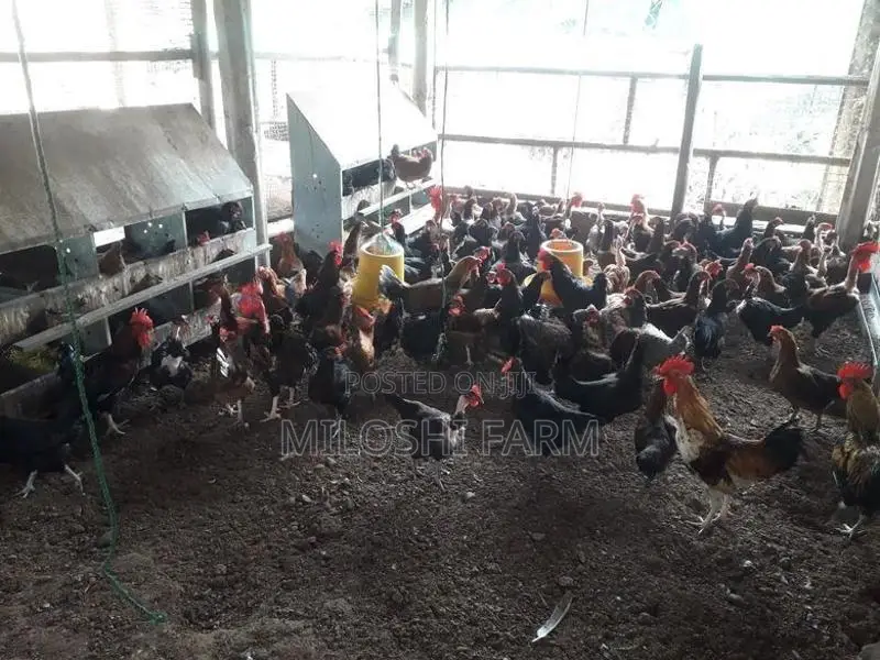 ගම් කුකුලන් Country Chicks
