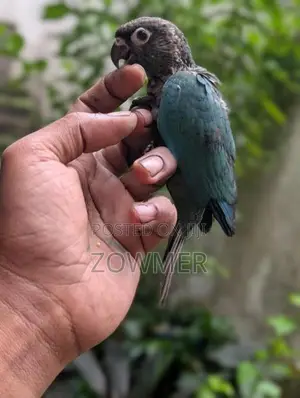 Blue Conure Bird