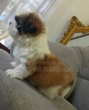 Shihtzu Puppy