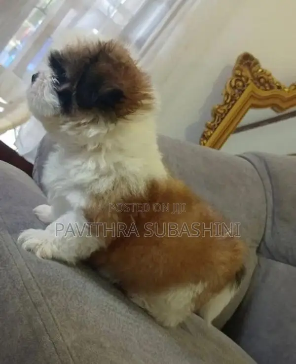 Shihtzu Puppy