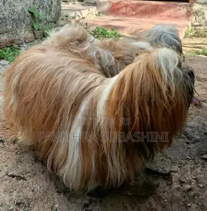Shihtzu Puppy