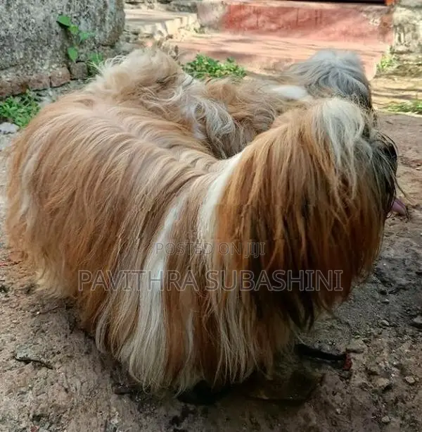 Shihtzu Puppy
