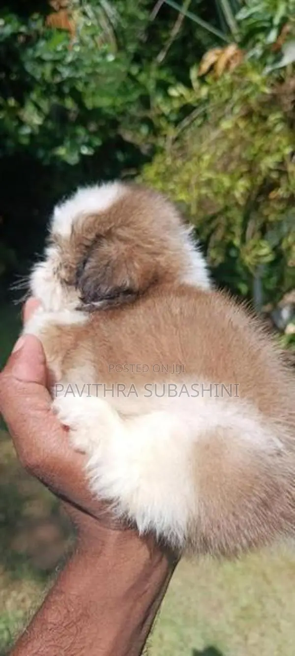 Shihtzu Puppy