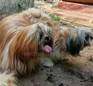 Shihtzu Puppy