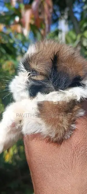 Shihtzu Puppy