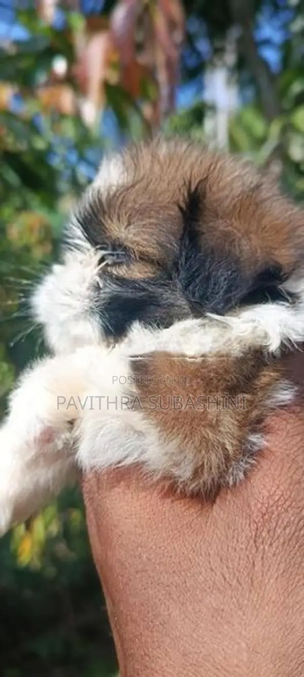 Shihtzu Puppy
