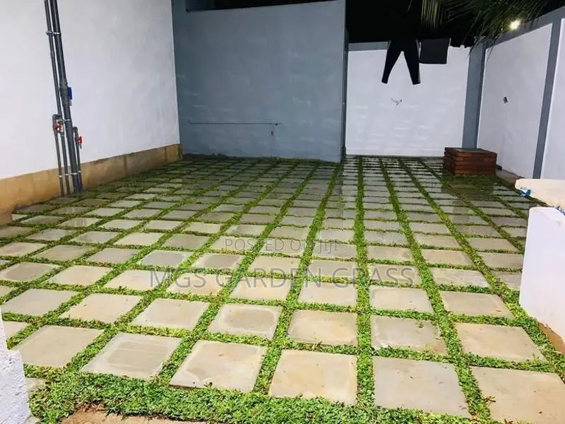 Malaysian Grass