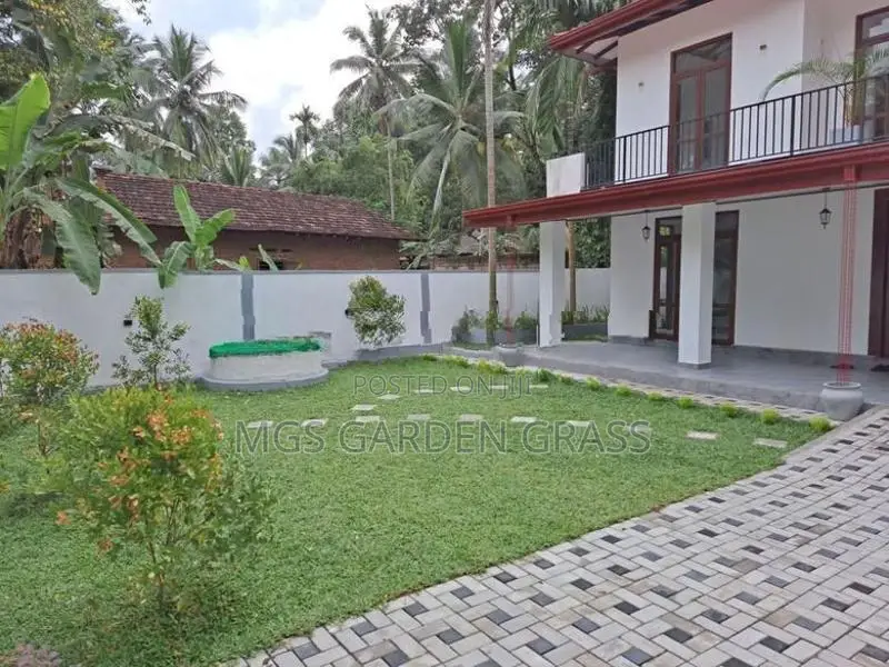 Malaysian Grass