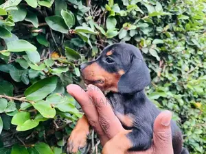 Dachshund Puppies