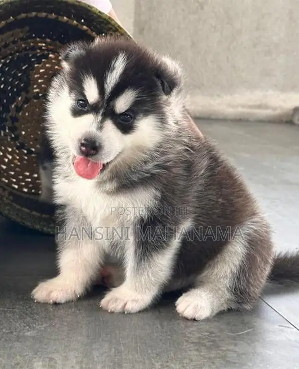 Husky Puppies