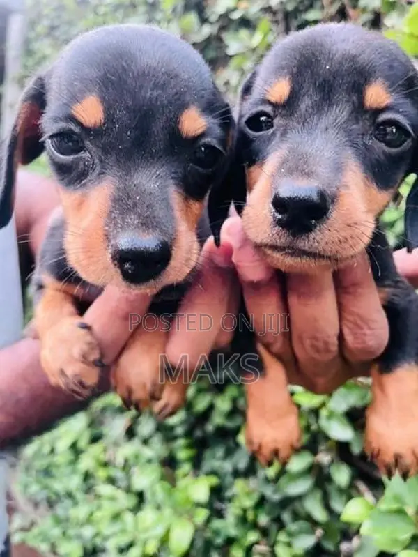 Dachshund Puppies