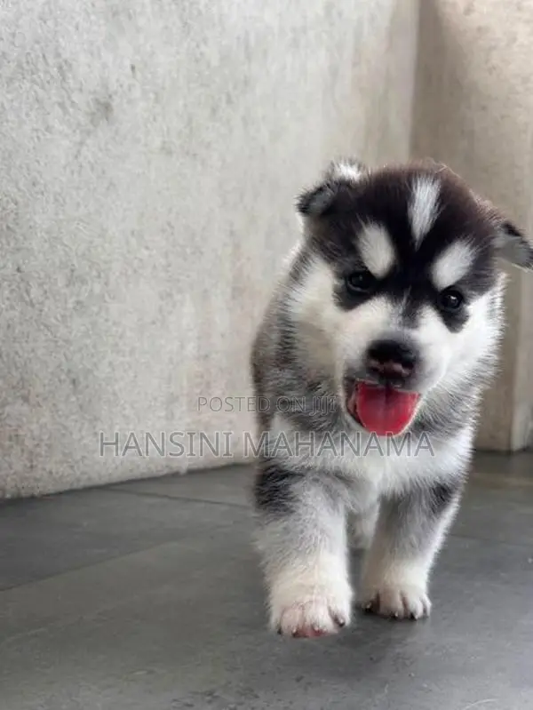 Husky Puppies