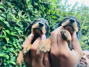 Dachshund Puppies