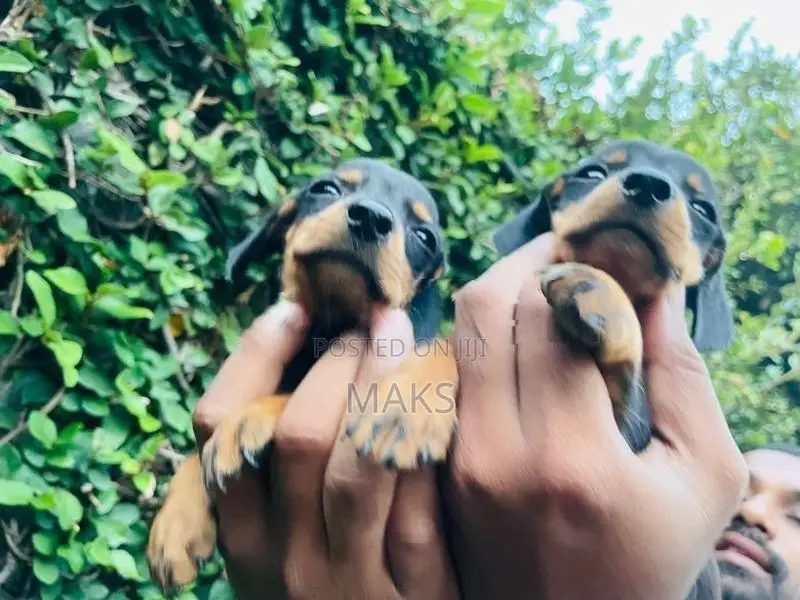 Dachshund Puppies