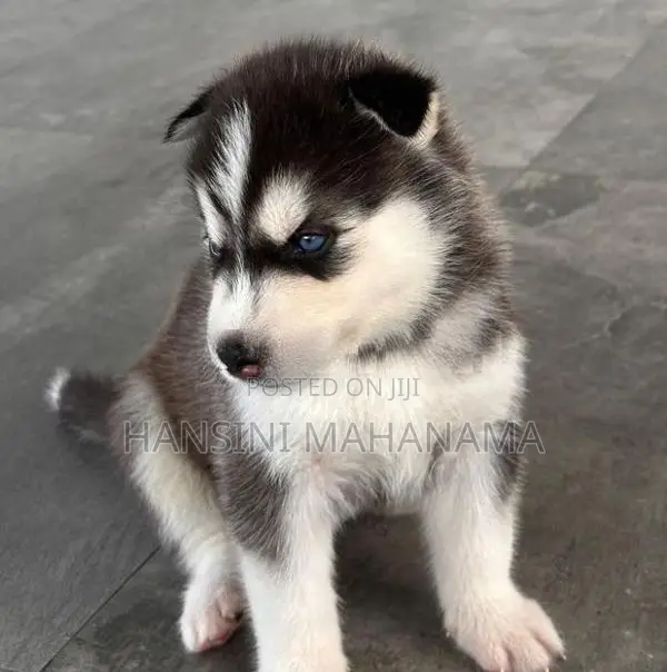 Husky Puppies