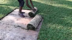 Malaysian Grass