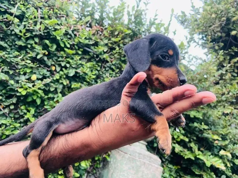 Dachshund Puppies