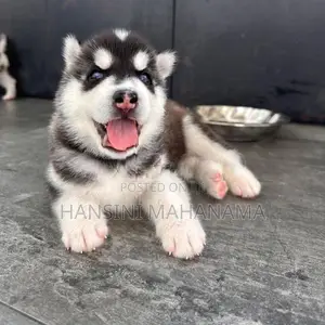 Husky Puppies