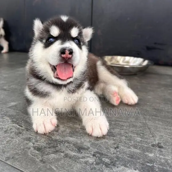 Husky Puppies