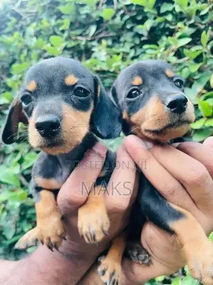 Dachshund Puppies