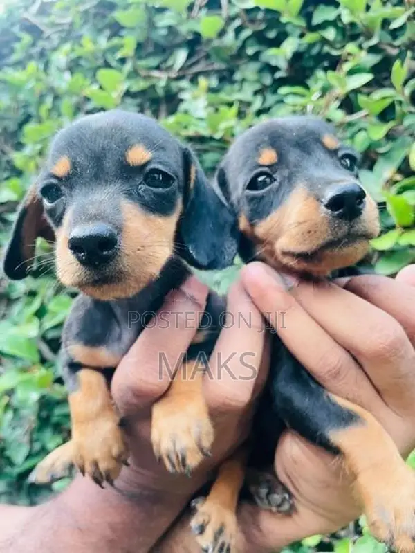 Dachshund Puppies