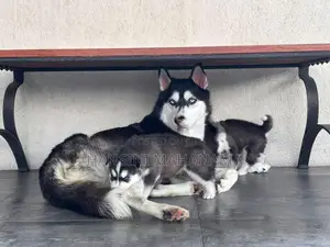 Husky Puppies