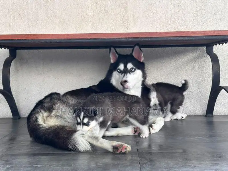 Husky Puppies