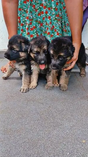 German Shepherd Puppies