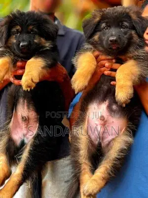 Shepherd Puppies