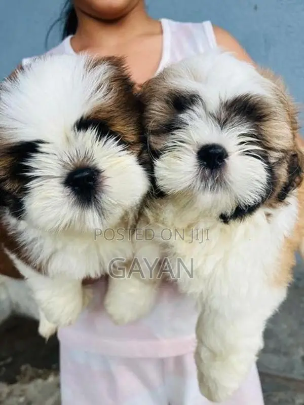 Shih Tzu Puppy