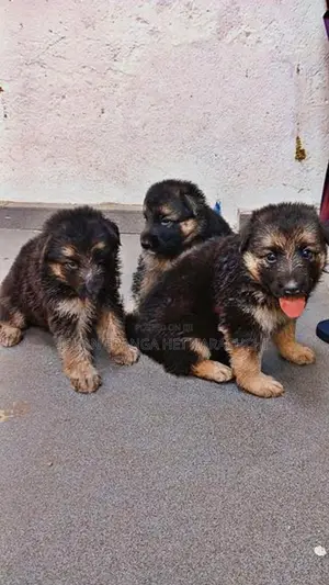 German Shepherd Puppies