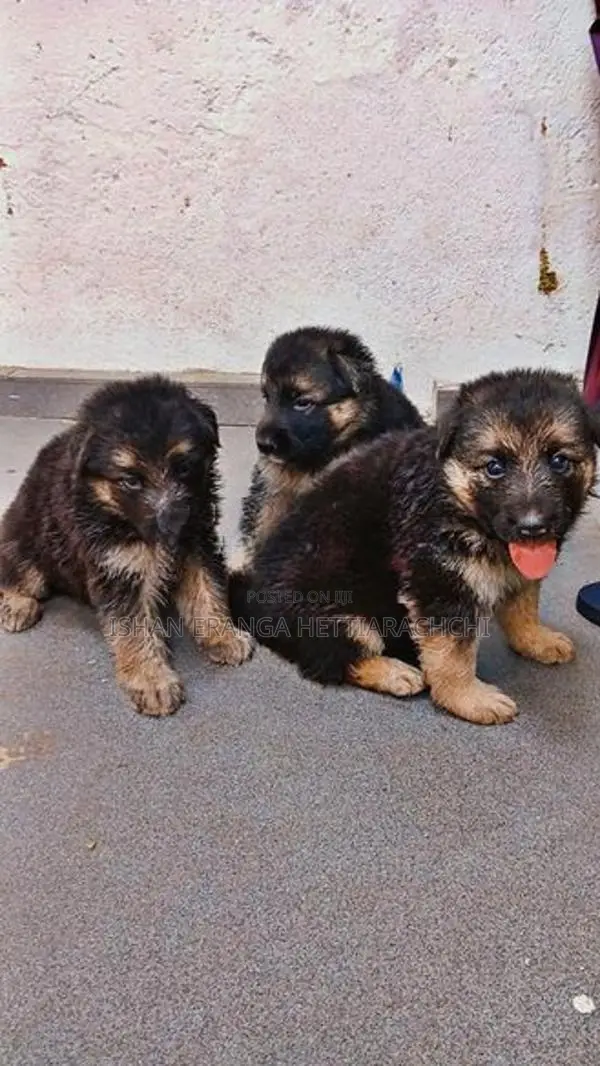 German Shepherd Puppies
