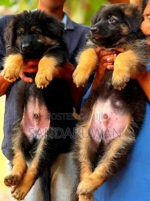 Shepherd Puppies