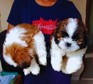 Shih Tzu Puppy